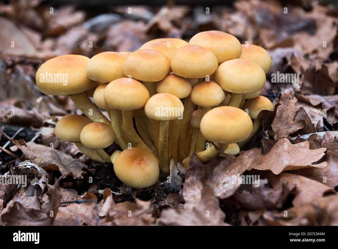 Enokitake mushroom, enoki, futu, seafood mushroom, growing edible gourmet and medicinal fungi on