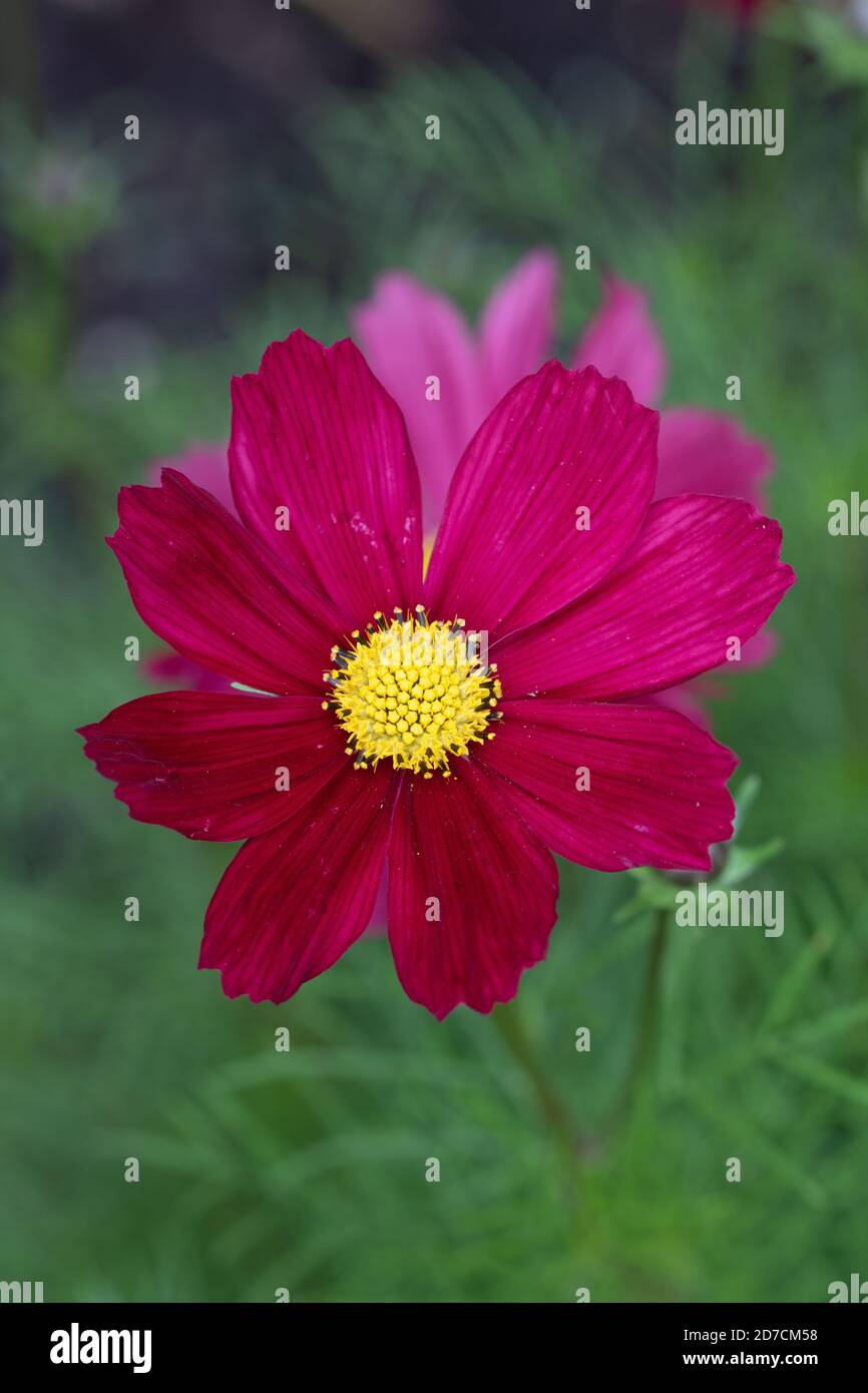 Pink cosmos flower hi-res stock photography and images - Alamy