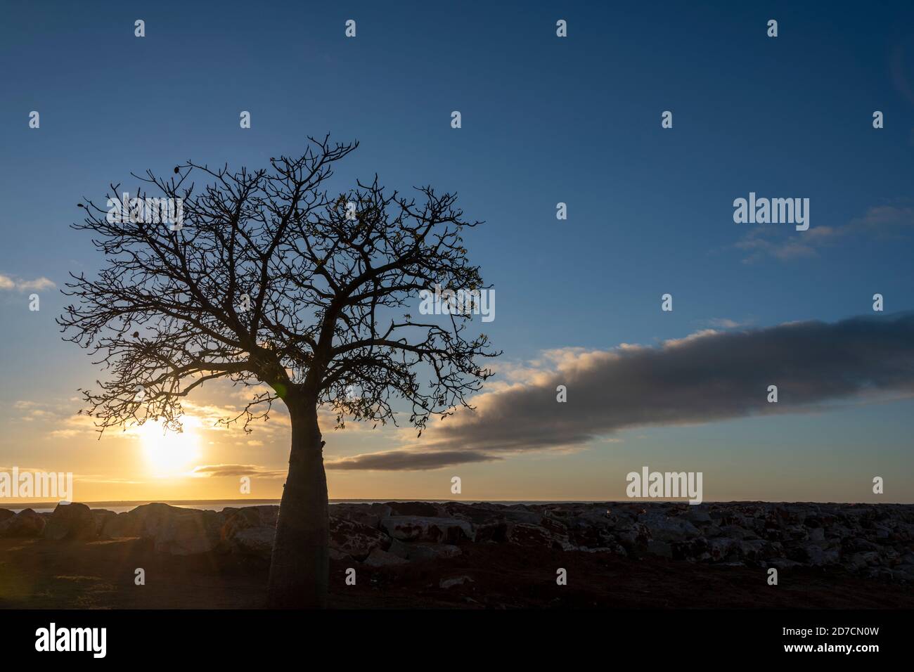 Boab tree at Broome's Town Beach. Stock Photo