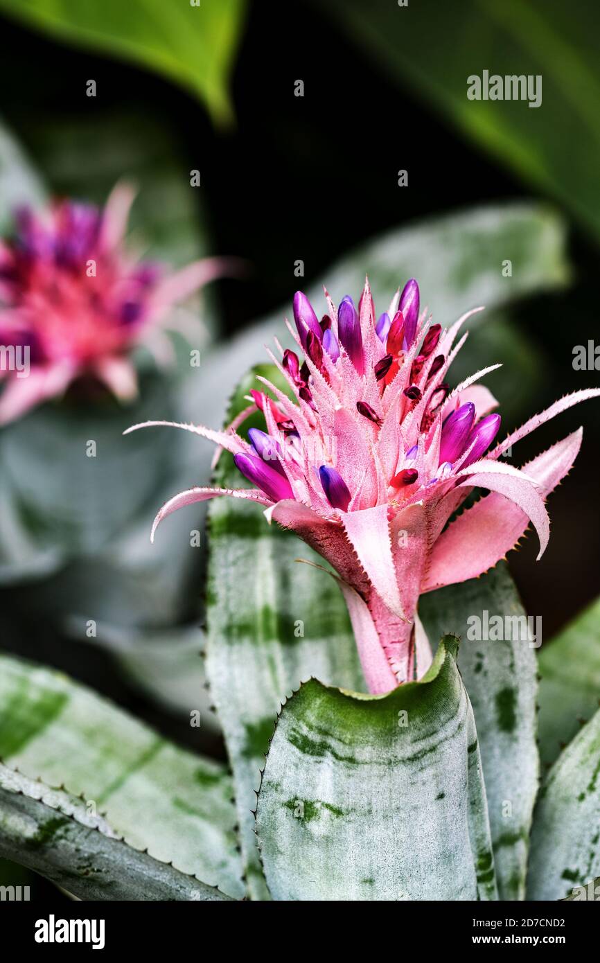 Aechmea fasciata is a species of flowering plant in the Bromeliaceae family Stock Photo