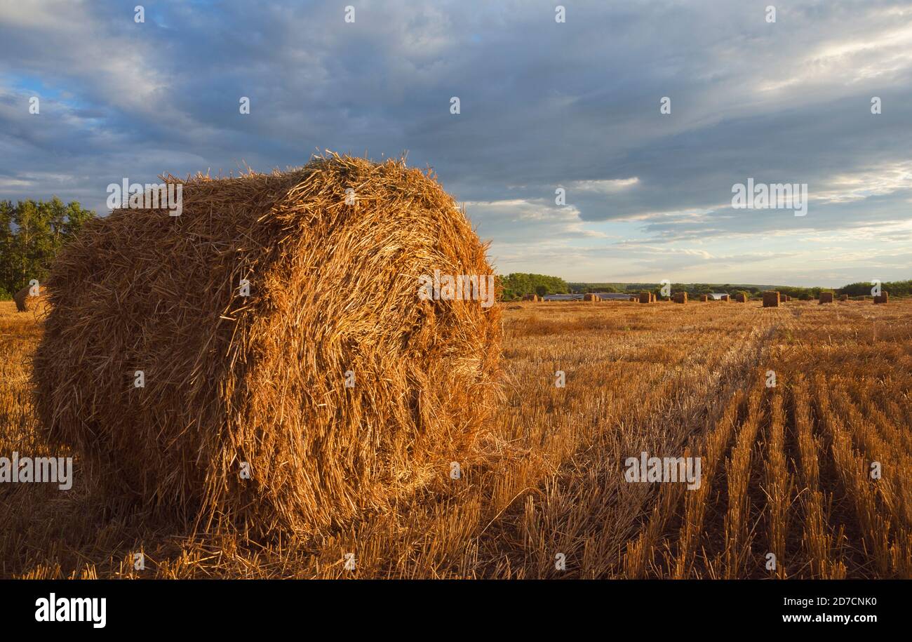 Farm field with hay stacks during sunset Stock Photo - Alamy