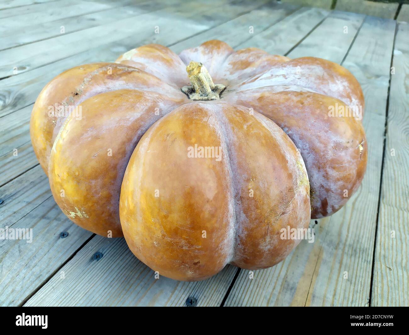 Ripe relief pumpkin close-up. A huge yellow pumpkin lies on a wooden background. The harvest in the fall in agriculture. Stock Photo