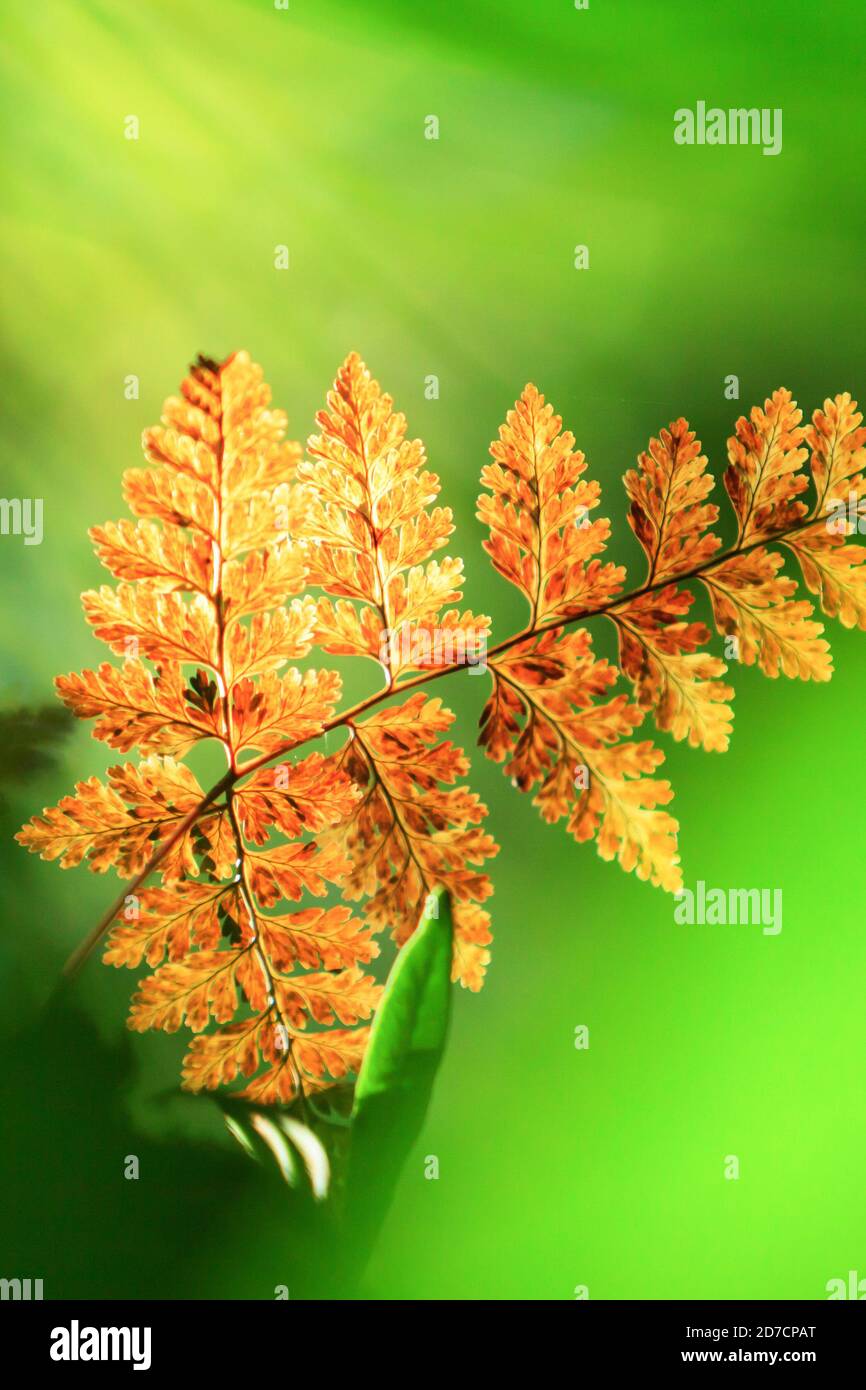Bright and beautiful golden fern leaves in the morning light against green blurred in the background. Stock Photo