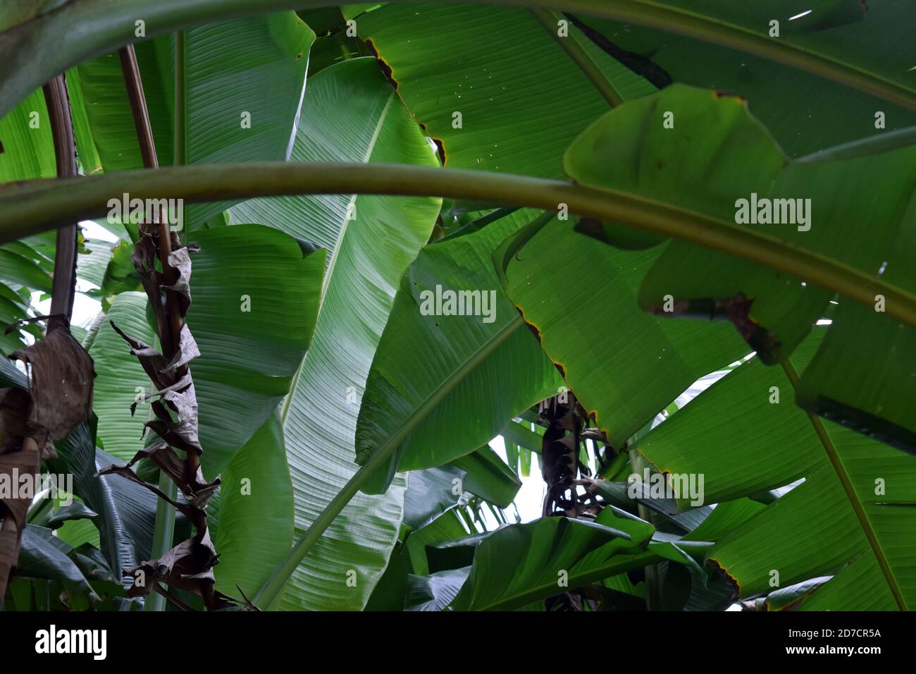Tropical banana leaves texture, large palm foliage nature dark green background Stock Photo