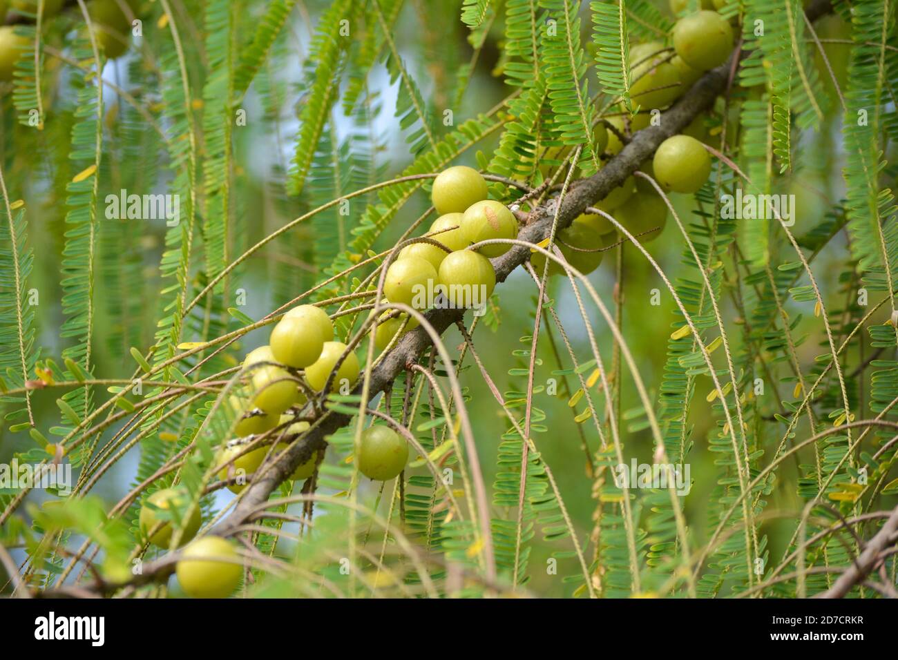 Indian gooseberry or Amla fruit on tree Stock Photo