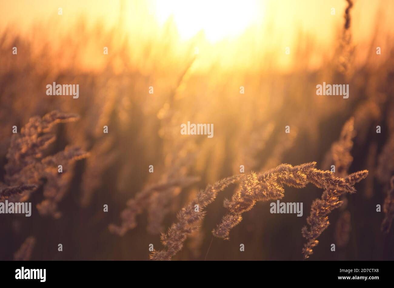 Sunny view of grasses illuminated by the warm golden light of setting sun. Stock Photo