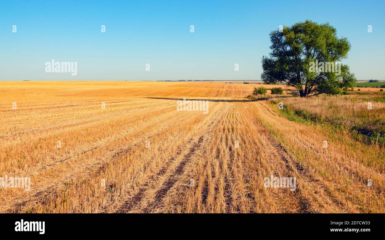 Clear blue sky over the empty farm field after harvesting Stock Photo ...