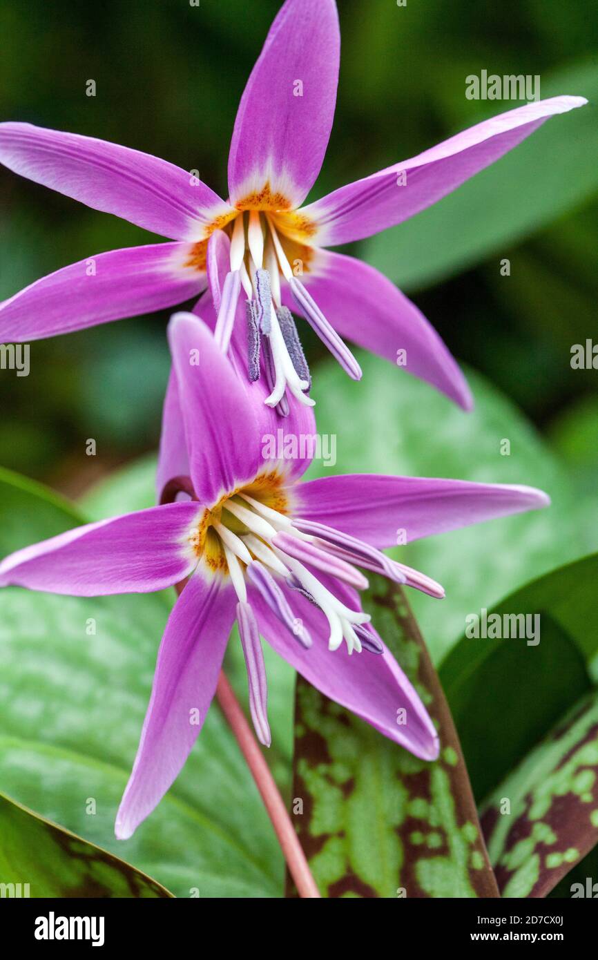 Erythronium dens canis flower Stock Photo