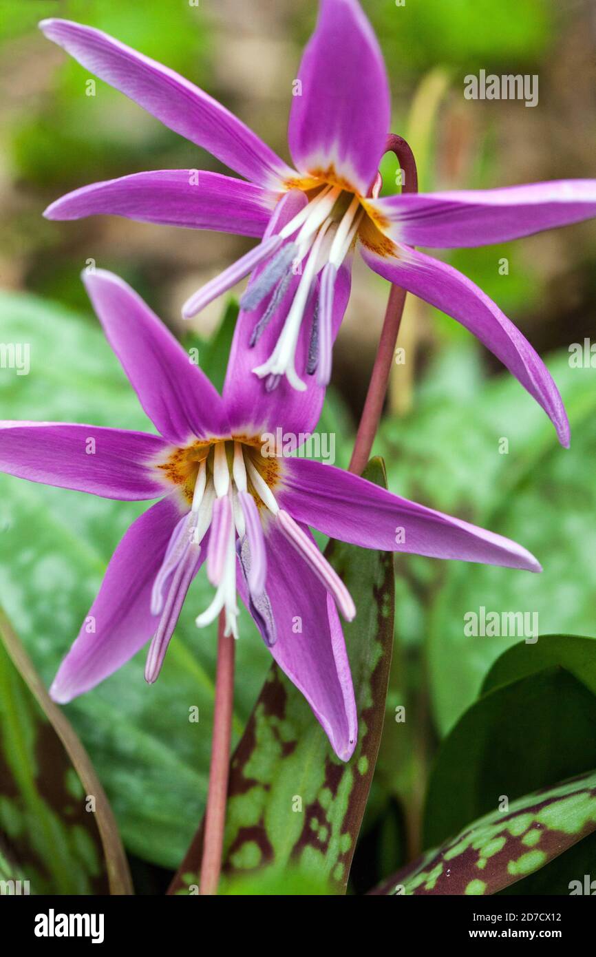 Erythronium dens canis Dog's Tooth Violet Stock Photo