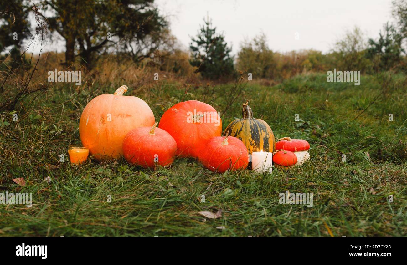 orange pumpkins on the green grass on the farm. A ripe orange pumpkin ...