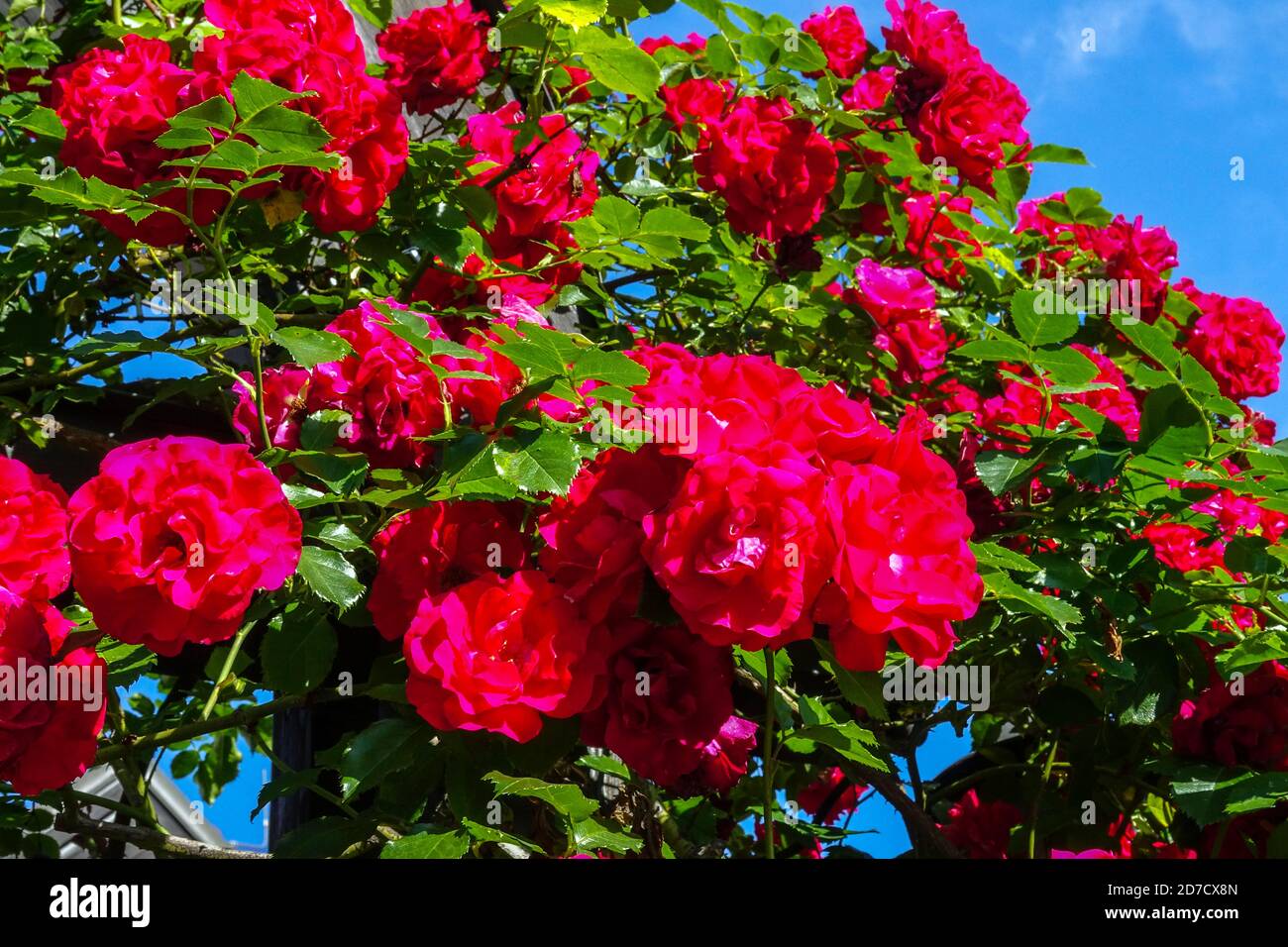 Red roses shrub garden Rambler rose flowers Stock Photo Alamy