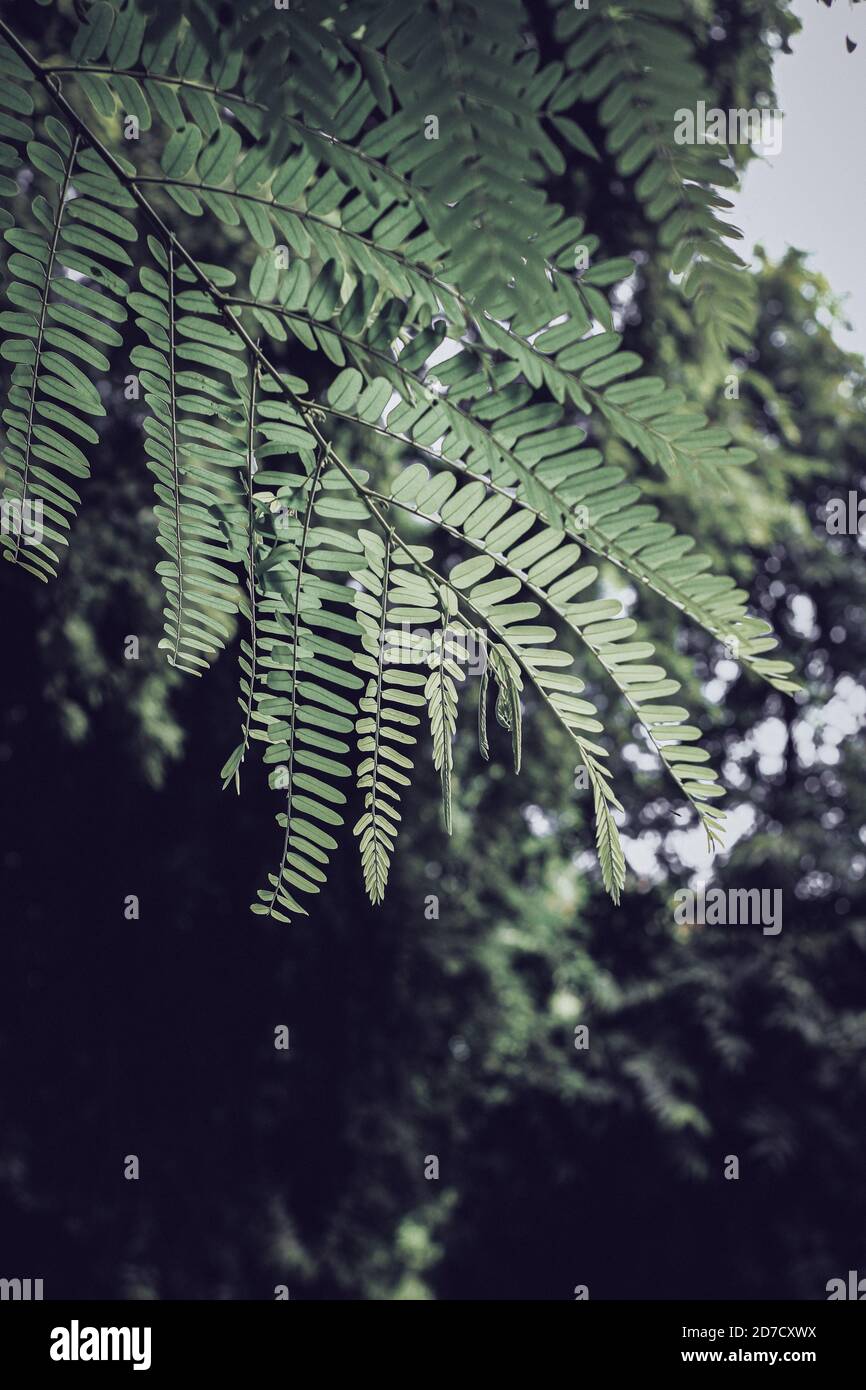Oak tree leaves close up hi-res stock photography and images - Alamy
