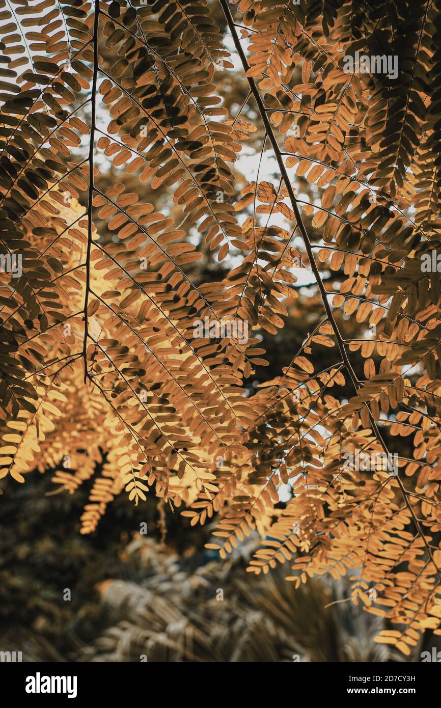 Gold autumn with sunlight and sunbeams / Beautiful Trees in the forest ...