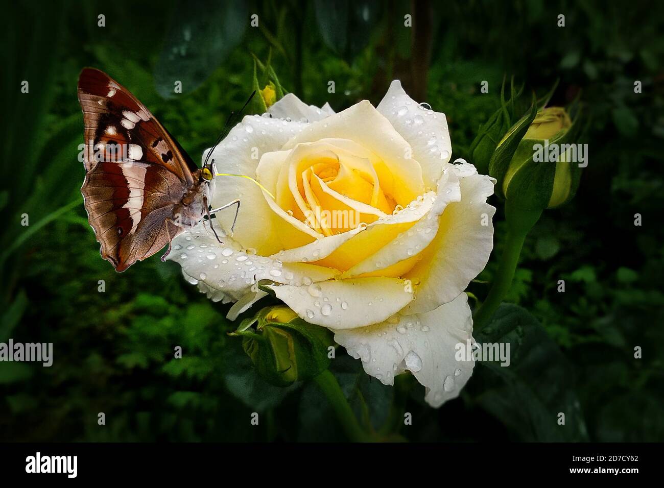 Butterfly on the rose Stock Photo Alamy