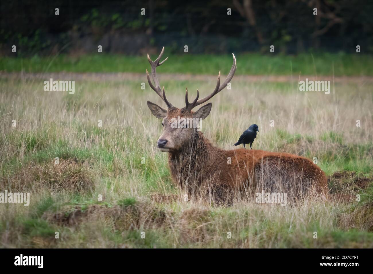 Red Deer Stag with Bird on its Back, Bushy Park, London Stock Photo