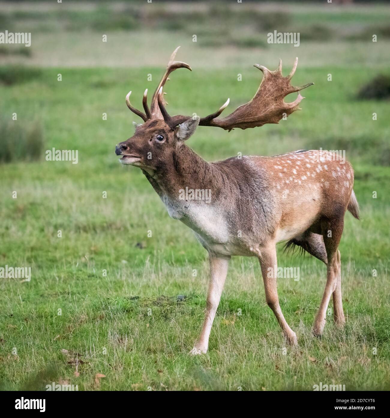 Fallow Deer Stag, Bushy Park, London Stock Photo