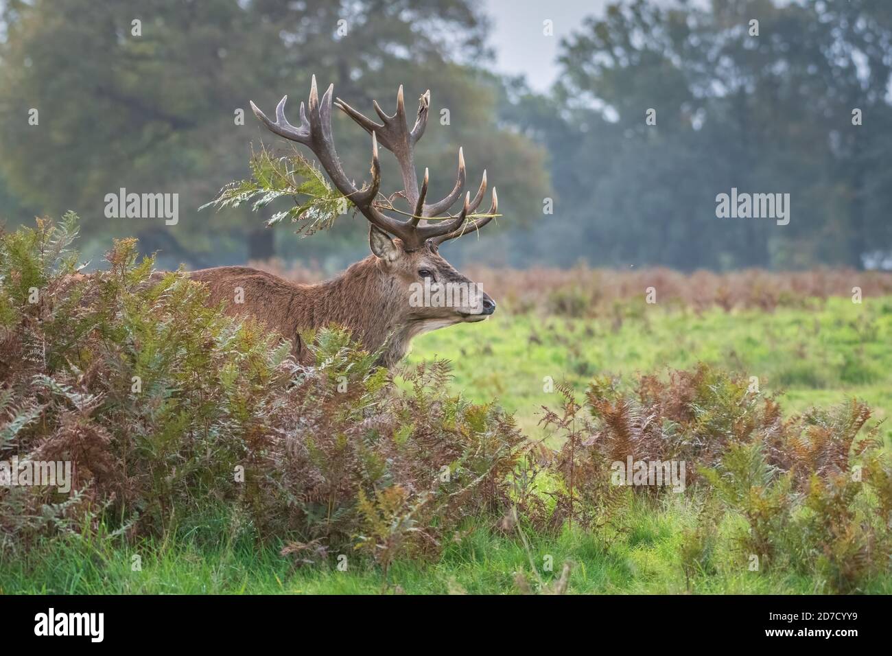 Red Deer Stag, Bushy Park, London Stock Photo