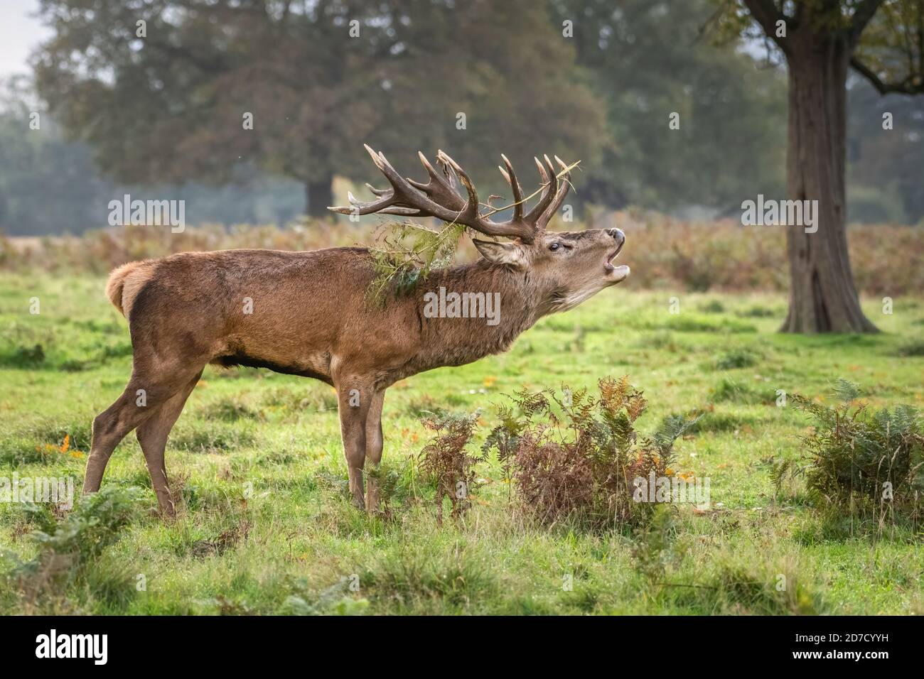 Red Deer Stag, Bushy Park, London Stock Photo