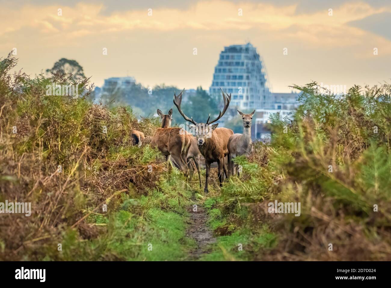 Red Deer and Buildings, Bushy Park, London Stock Photo