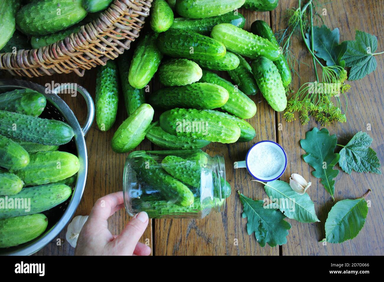 Cucumber canning concept. fermented pickled cucumbers, h dill glass jar