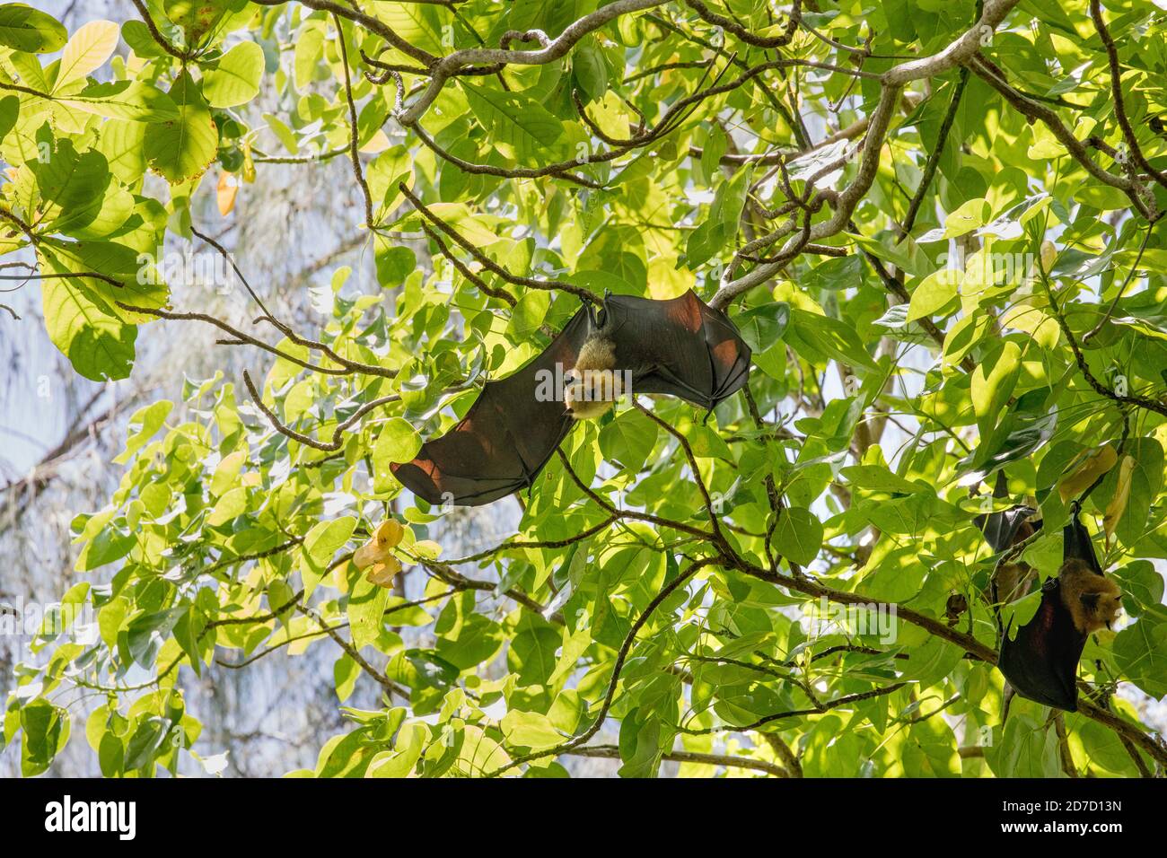 Seychelles Fruit Bat; Pteropus seychellensis; Hanging in Tree; Seychelles Stock Photo