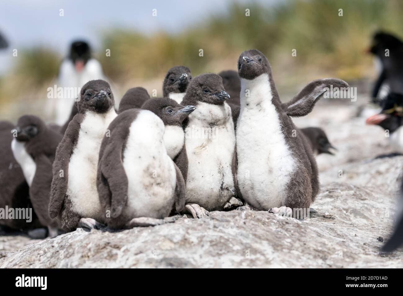 Southern Rockhopper Penguin; Eudyptes chrysocome; Chicks in a Creche; Falklands Stock Photo