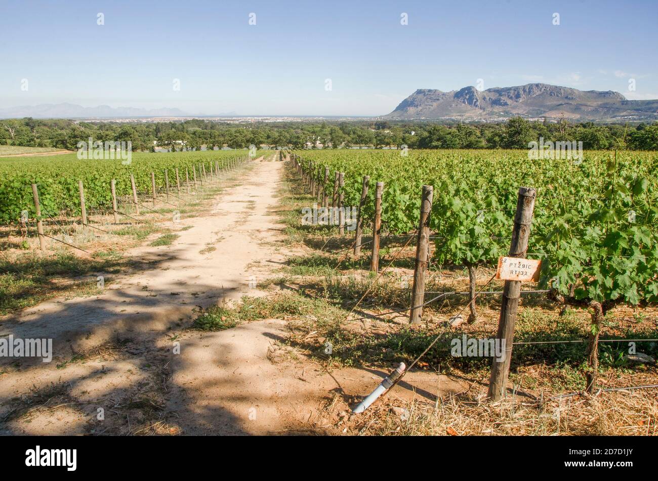 Constantia wine estate, Cape town, South Africa Stock Photo Alamy
