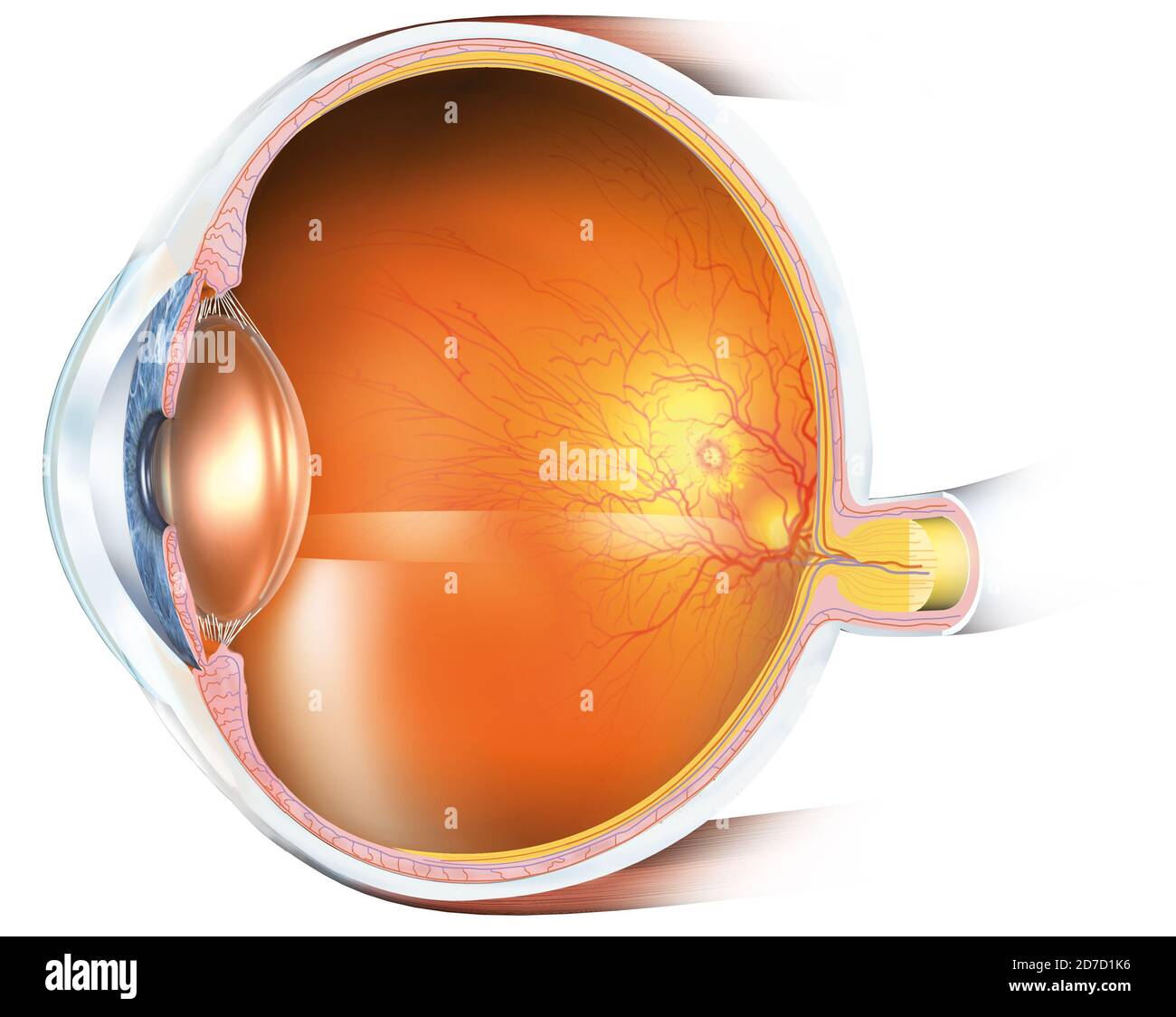 Medically 3D illustration showing human eye with artificial lens