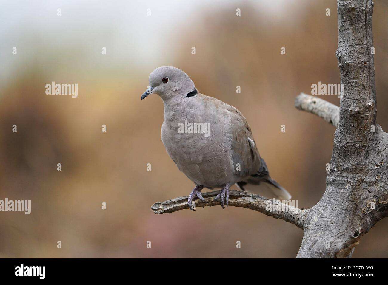 Eurasian collared dove, Streptopelia decaocto perched, Andalusia, Spain. Stock Photo