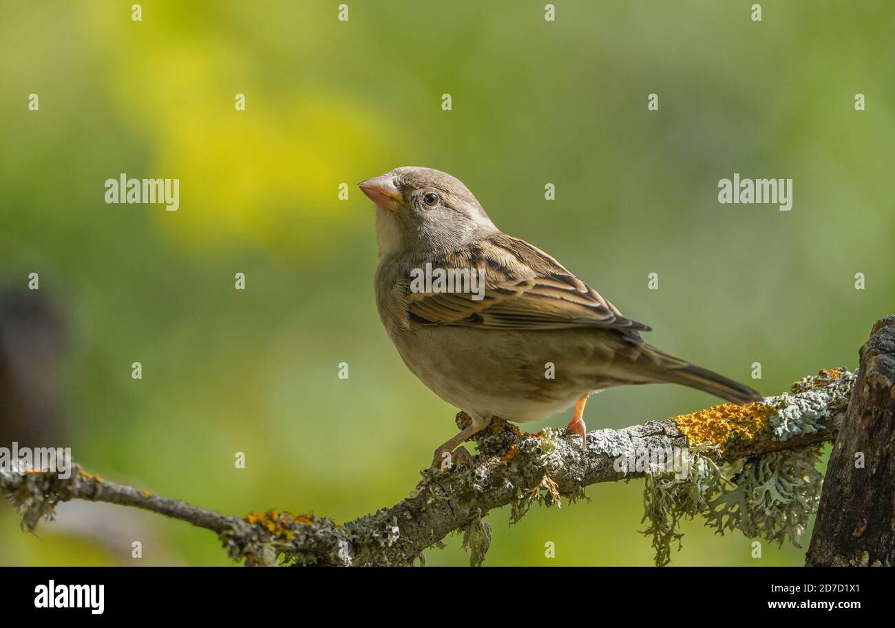 House sparrow, Passer domesticus perched on a branch, Spain. Stock Photo