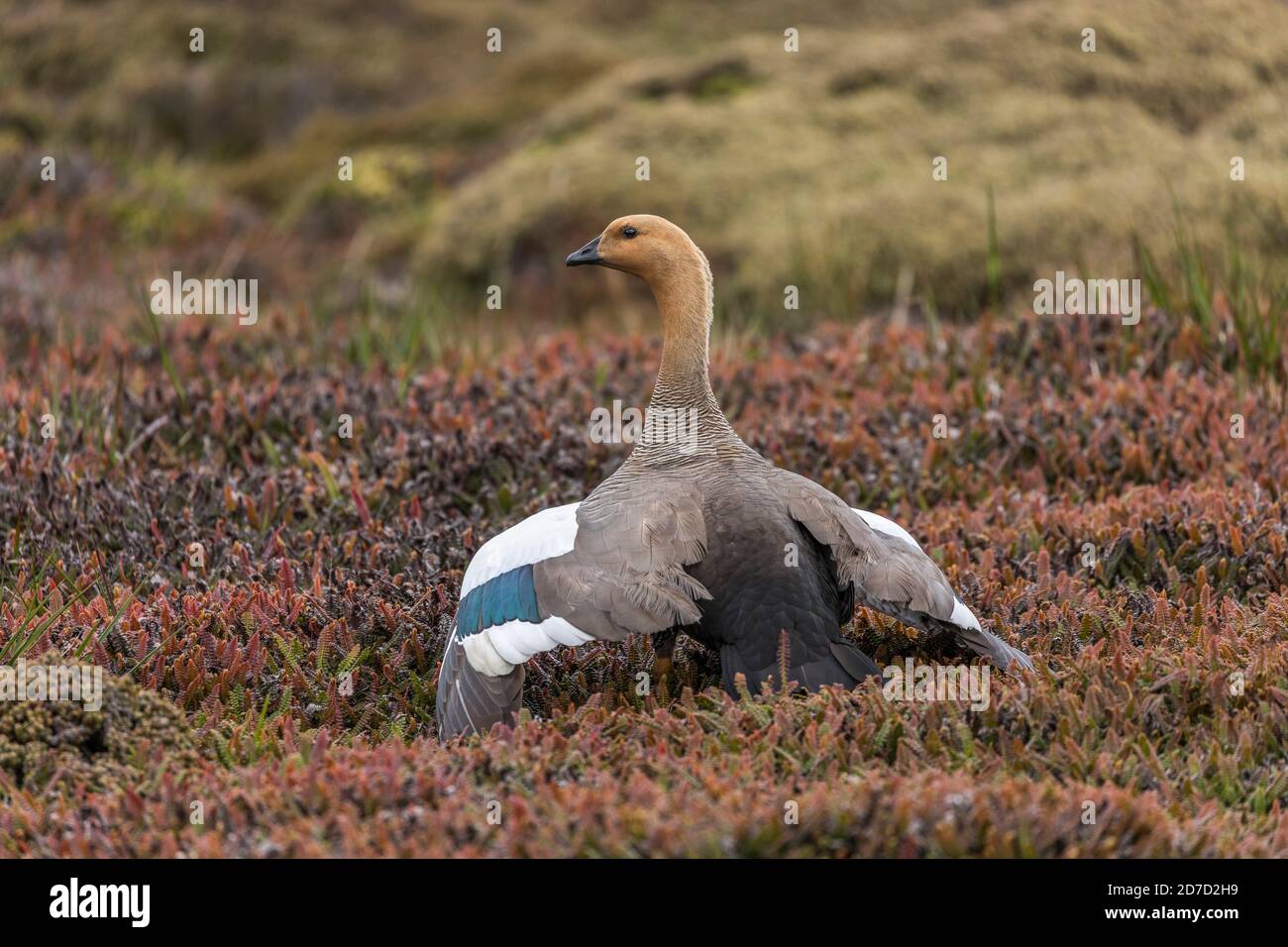 Upland Goose; Chloephaga picta; Female Feigning Injury; Falklands Stock Photo