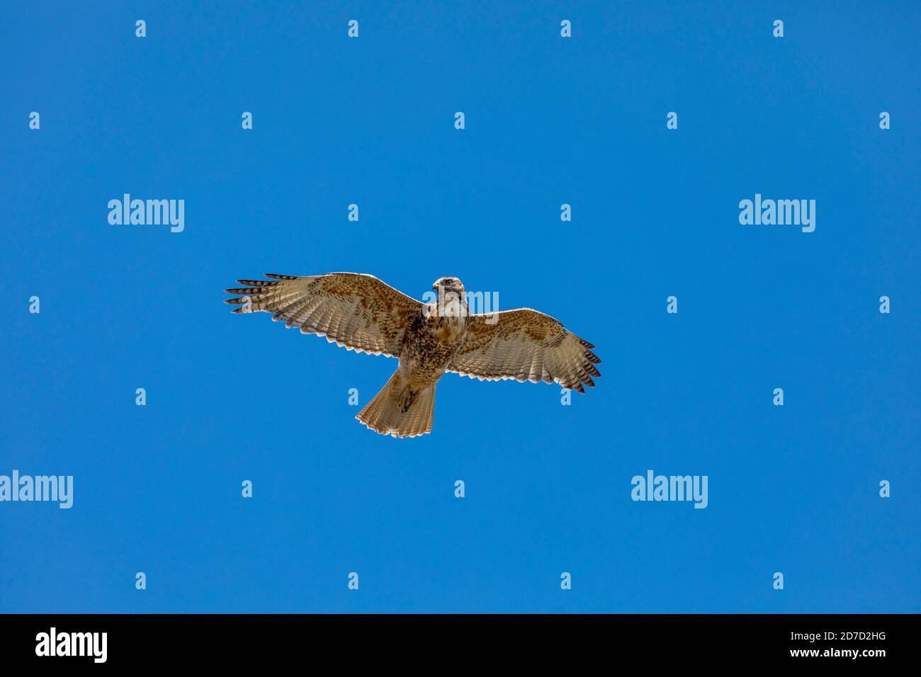 Variable Hawk; Geranoaetus polyosoma; Flight; Falklands Stock Photo