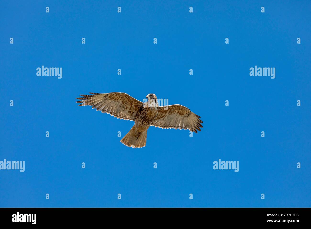 Variable hawk hi-res stock photography and images - Alamy