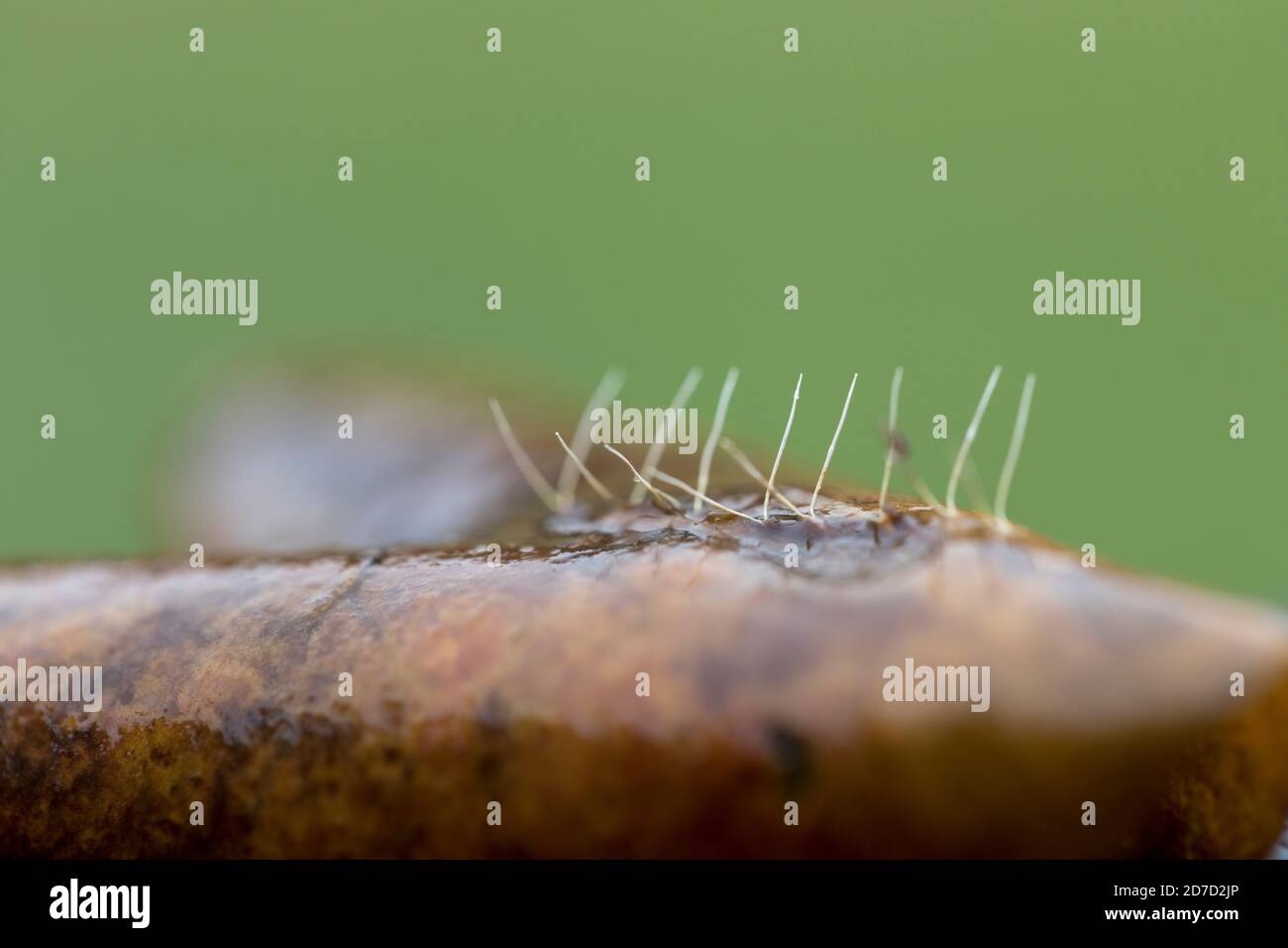 Water Stick Insect Eggs; Ranatra linearis; Cornwall; UK Stock Photo