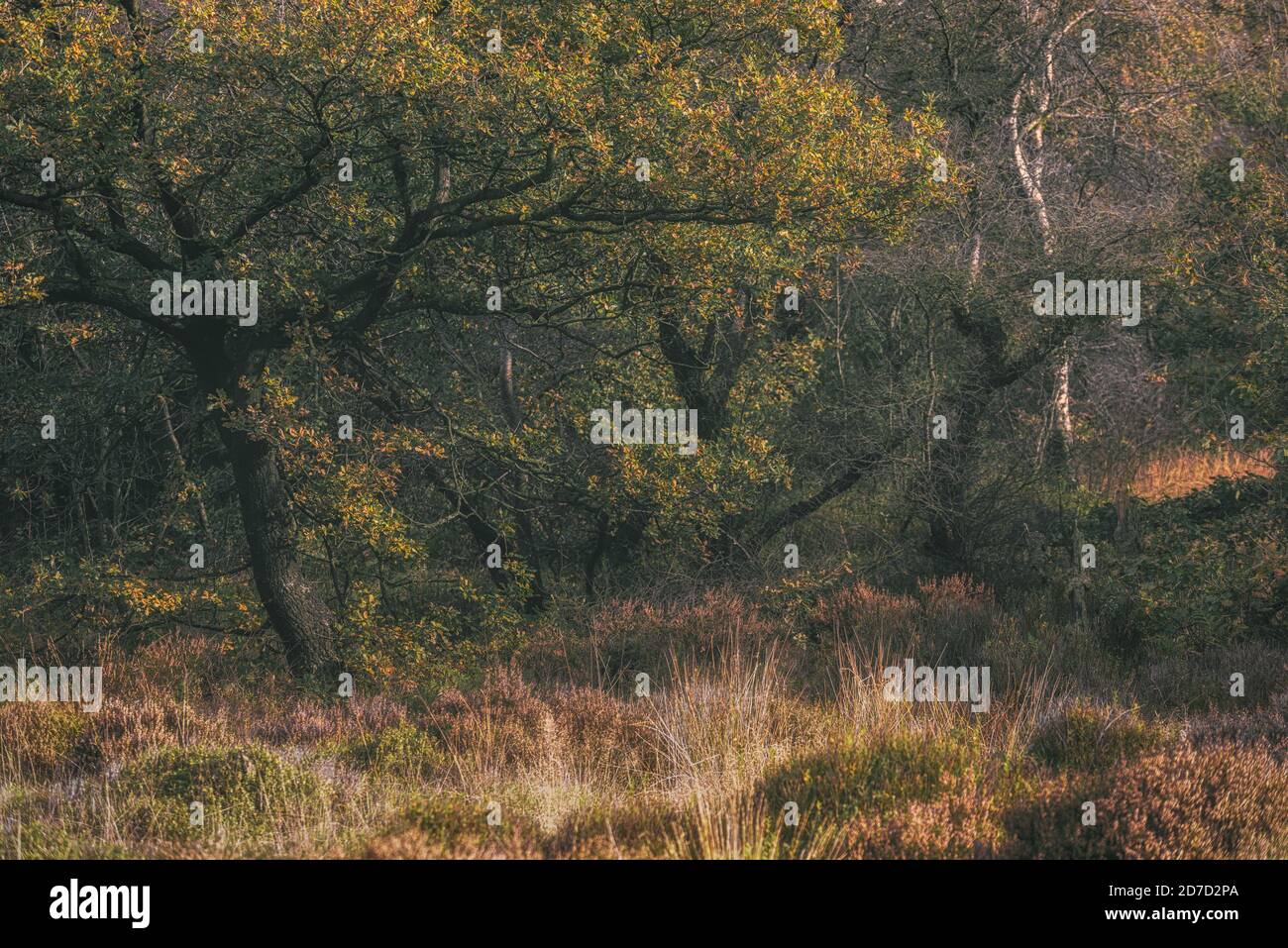 Swineholes wood. Vibrant autumnal moody, ethereal UK forest woodland trees, and foliage with a shallow depth of field. Stock Photo
