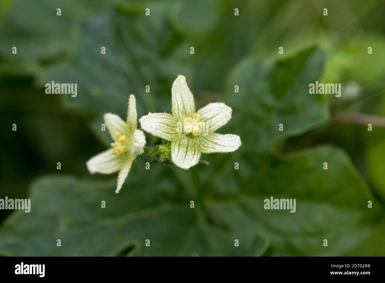 White Bryony; Bryonia alba; Flower; UK Stock Photo Alamy