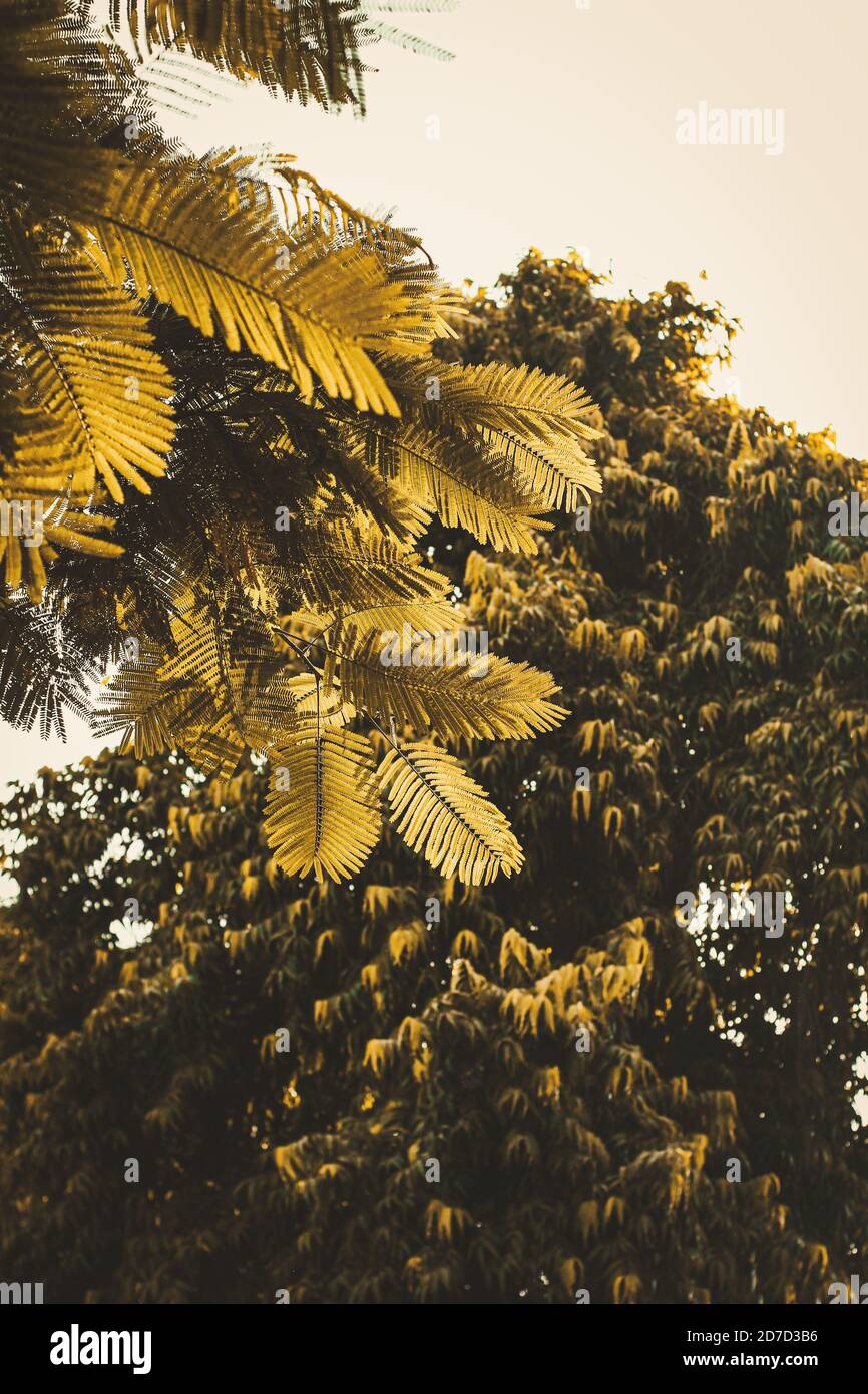 Gold autumn with sunlight and sunbeams / Beautiful Trees in the forest ...