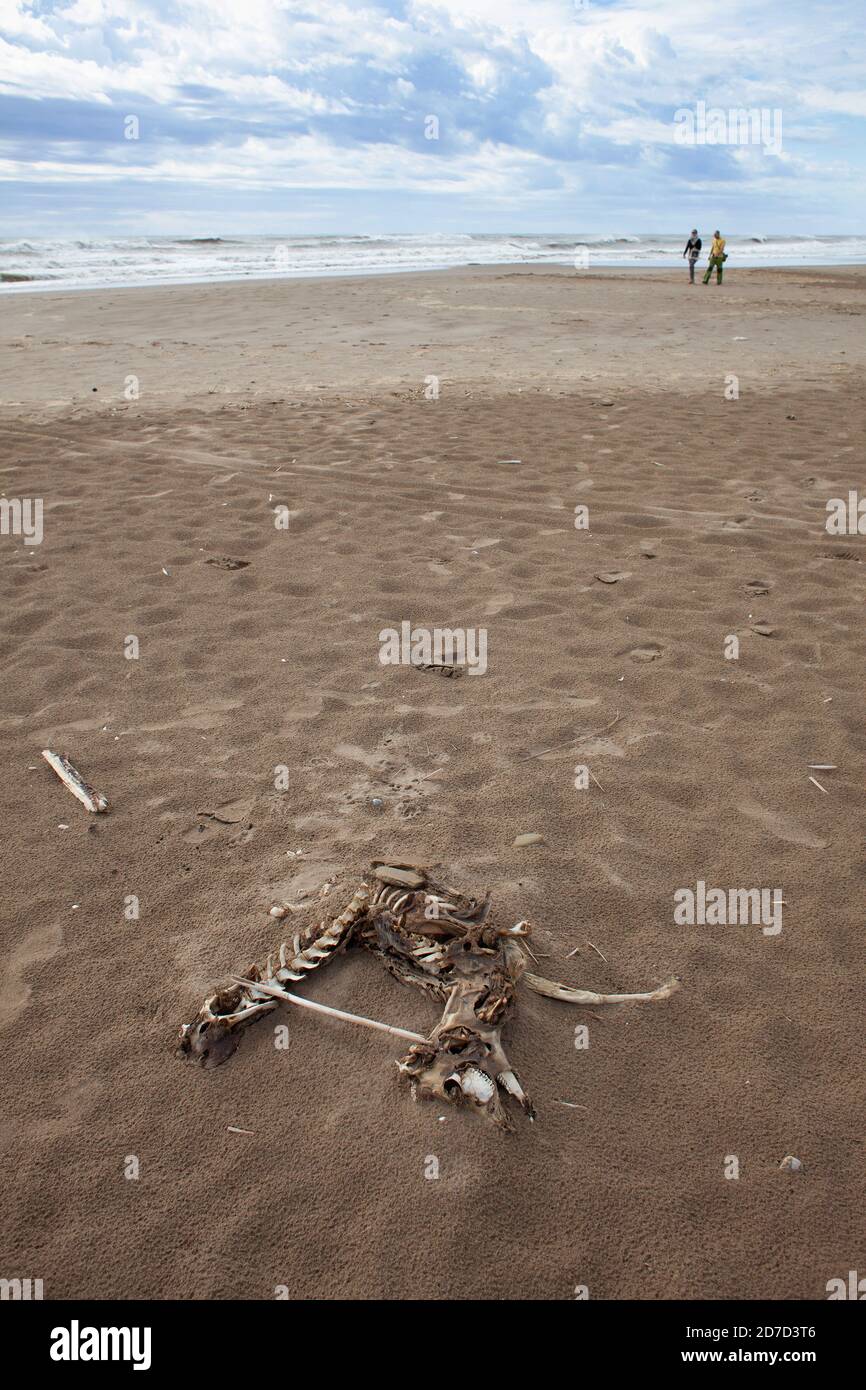 Skeleton of a dead goat at the Trabucador Beach, Delta de l´Ebre, Tarragona, Costa Daurada, Catalonia, Spain. Stock Photo