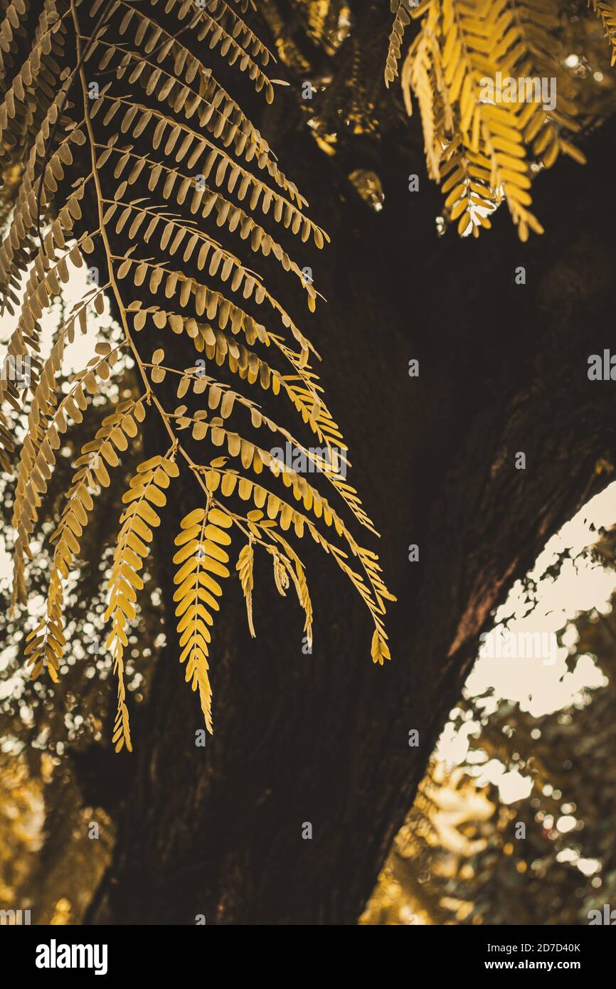 Gold autumn with sunlight and sunbeams / Beautiful Trees in the forest ...