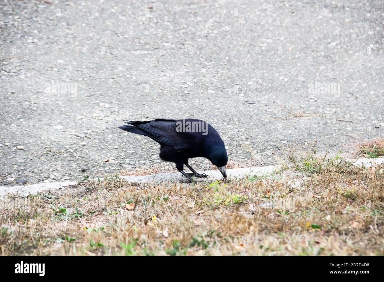 Rooks among the rocks, Birds