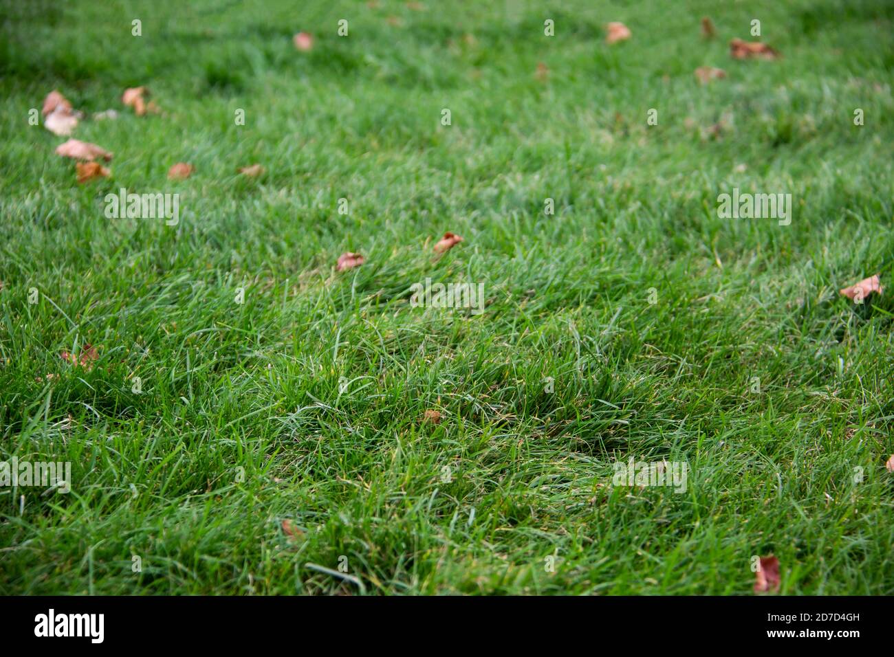 Fallen leaves on green grass hi-res stock photography and images - Alamy
