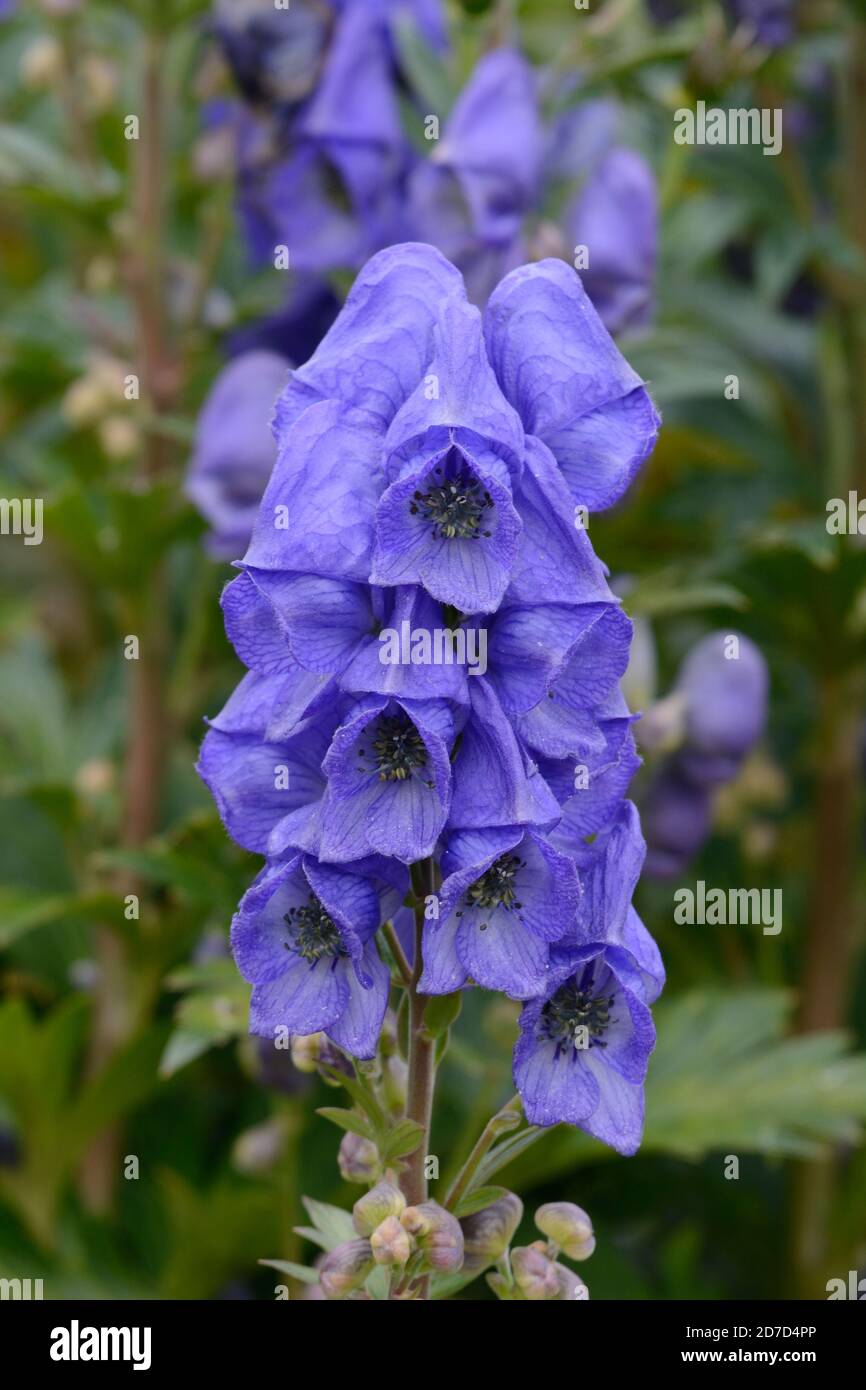 Aconitum carmichaelii  Carmichaels monks hood Chinese aconite Chinese wolfsbane rich blue hooded flowers Stock Photo