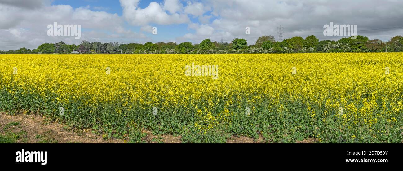 Rapeseed (Brassica napus) crop in flower grown for the production of Rapeseed or Canola oil Cheshire UK May 2020 982930 Stock Photo