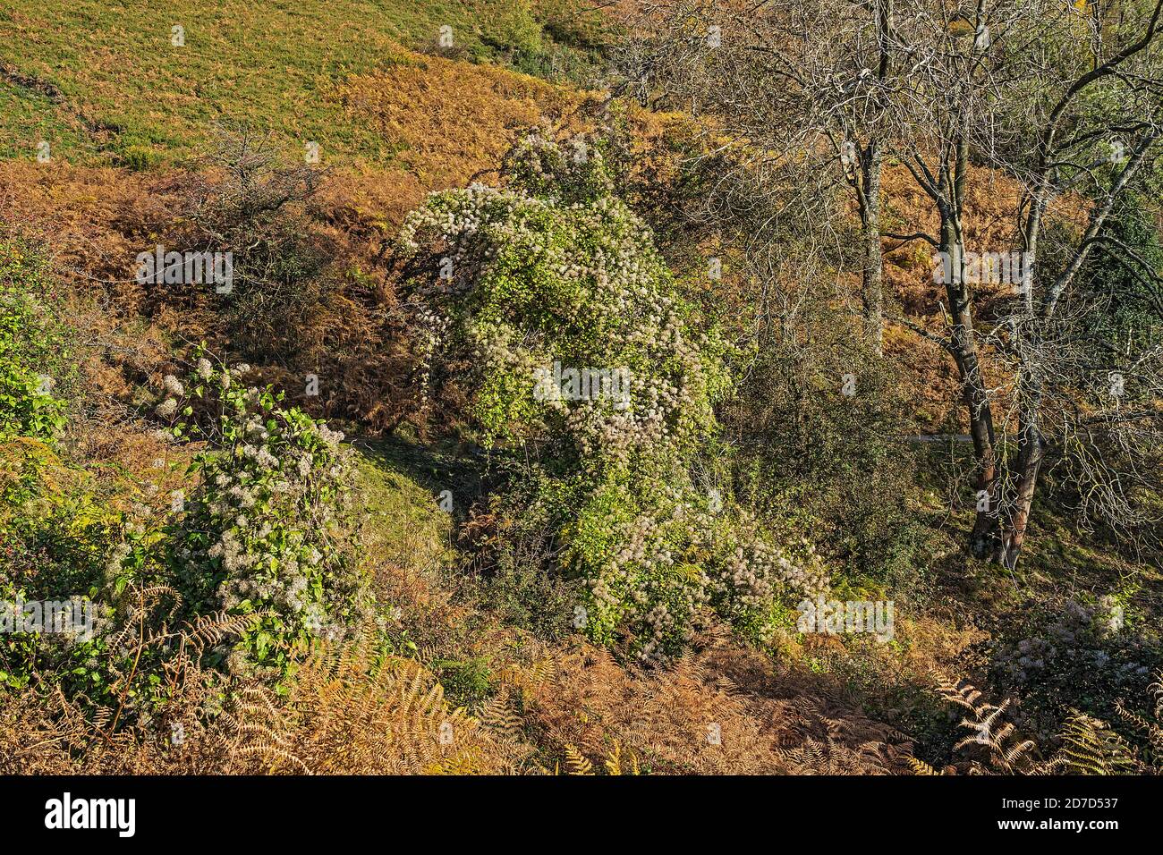 Man Pinous Mountain scrub hi-res stock photography and images - Alamy