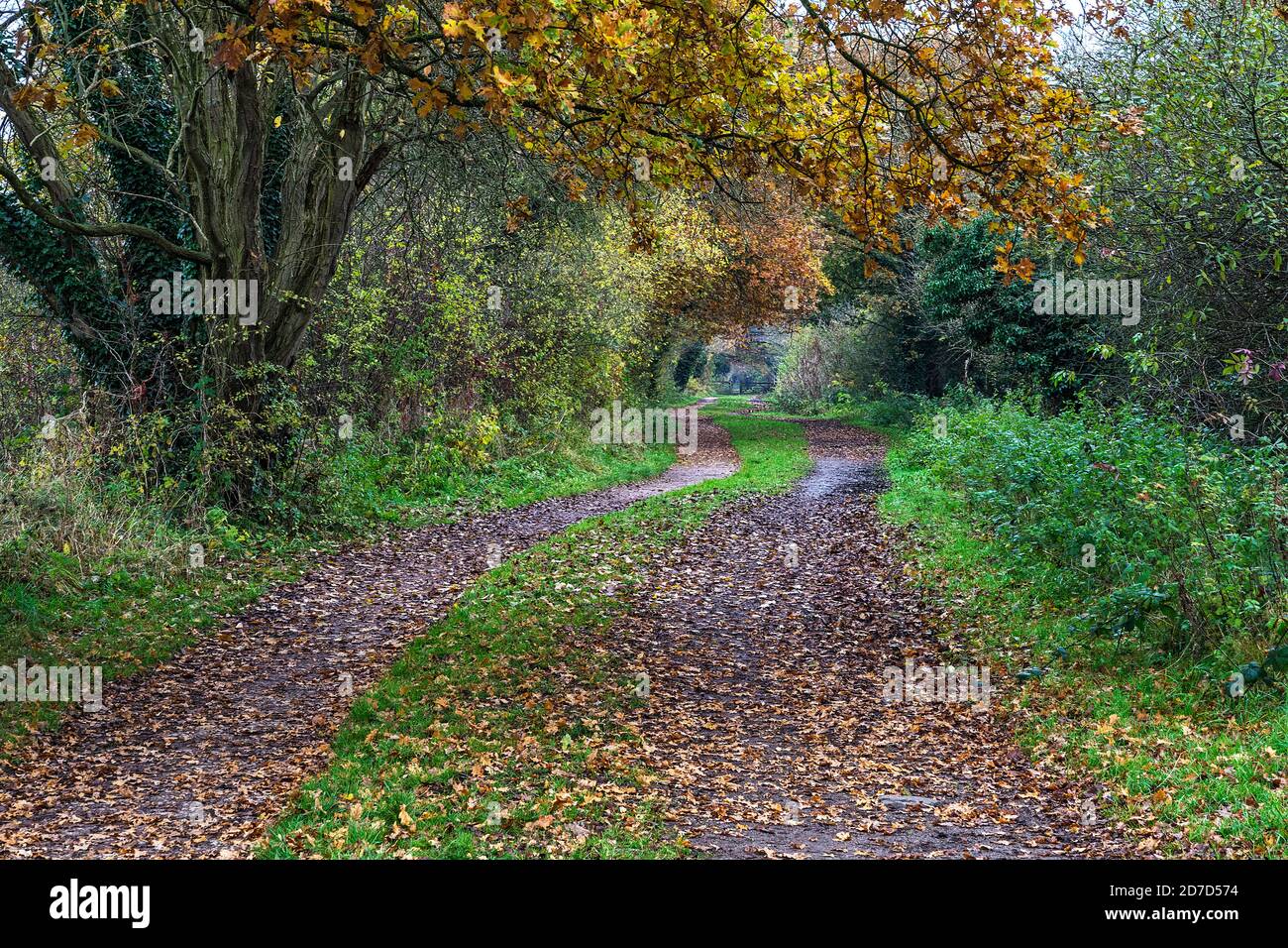 Wirral Way in autumn looking east between Willaston and Hooton Station Cheshire UK November 2019 8418 Stock Photo