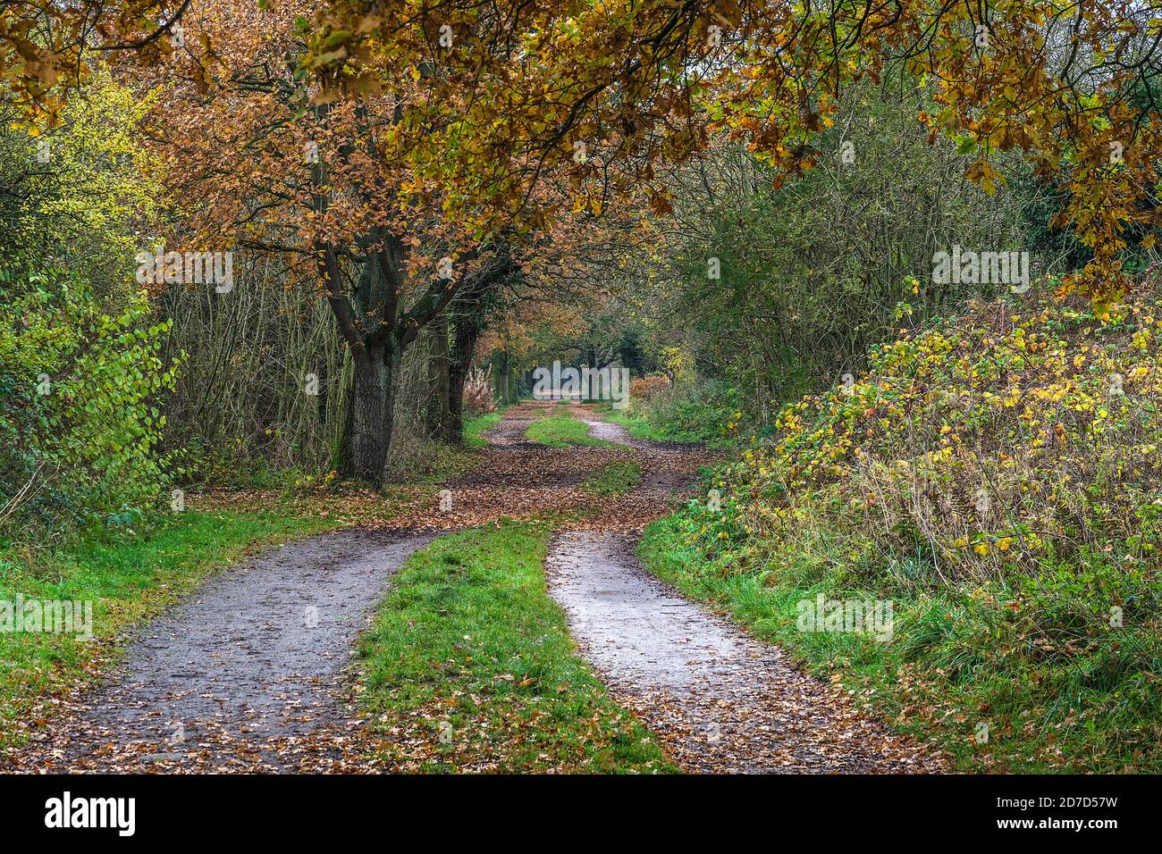 Wirral Way in autumn looking east between Willaston and Hooton Station Cheshire UK November 2019 8450 Stock Photo