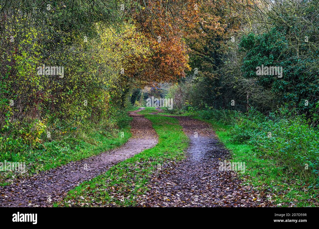 Wirral Way in autumn looking east between Willaston and Hooton Station Cheshire UK November 2019 8461 Stock Photo