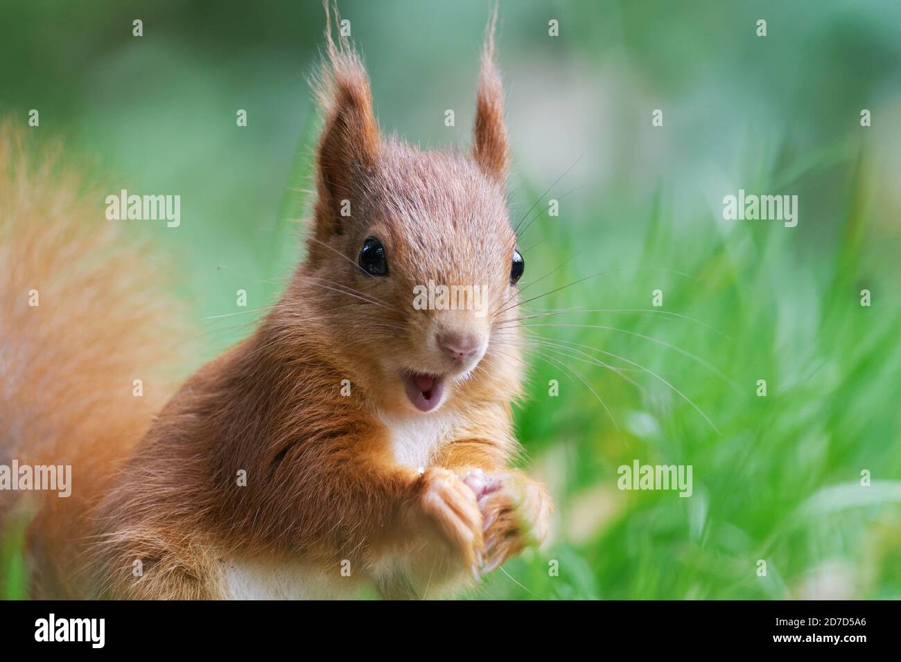 Funny animal moments hi-res stock photography and images - Alamy