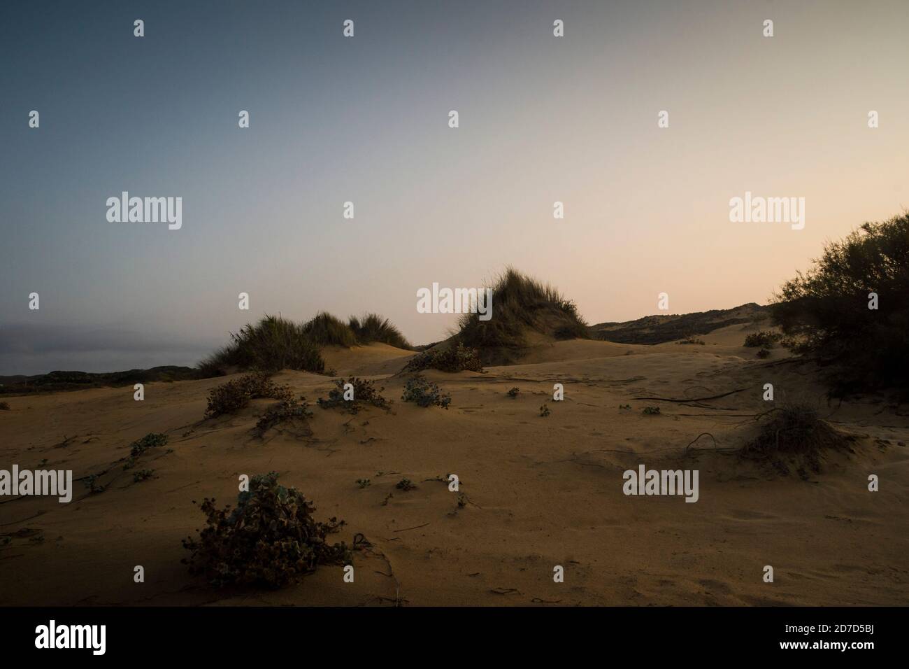 Vast dune landscape at sunrise extending to the hills on the horizon line, with footprints on the sand and dune bushes Stock Photo