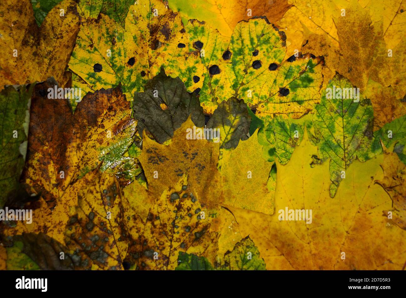 The colours of Fall in Sycamore leaves. Deciduous trees shed their